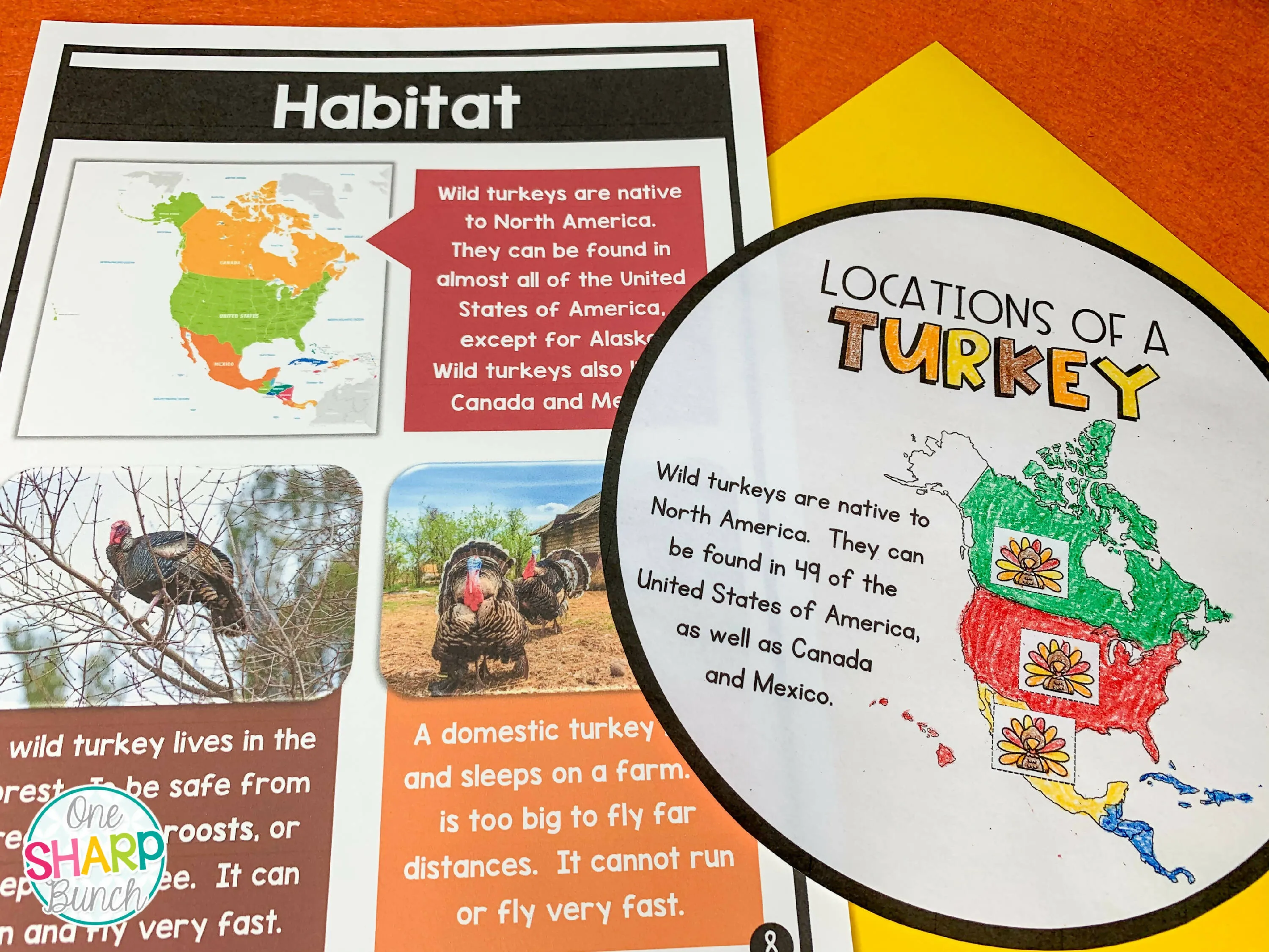 All About Turkeys: Turkey Craft, Turkey Nonfiction Unit & Turkey Life Cycle | Printable Classroom Resource | One Sharp Bunch