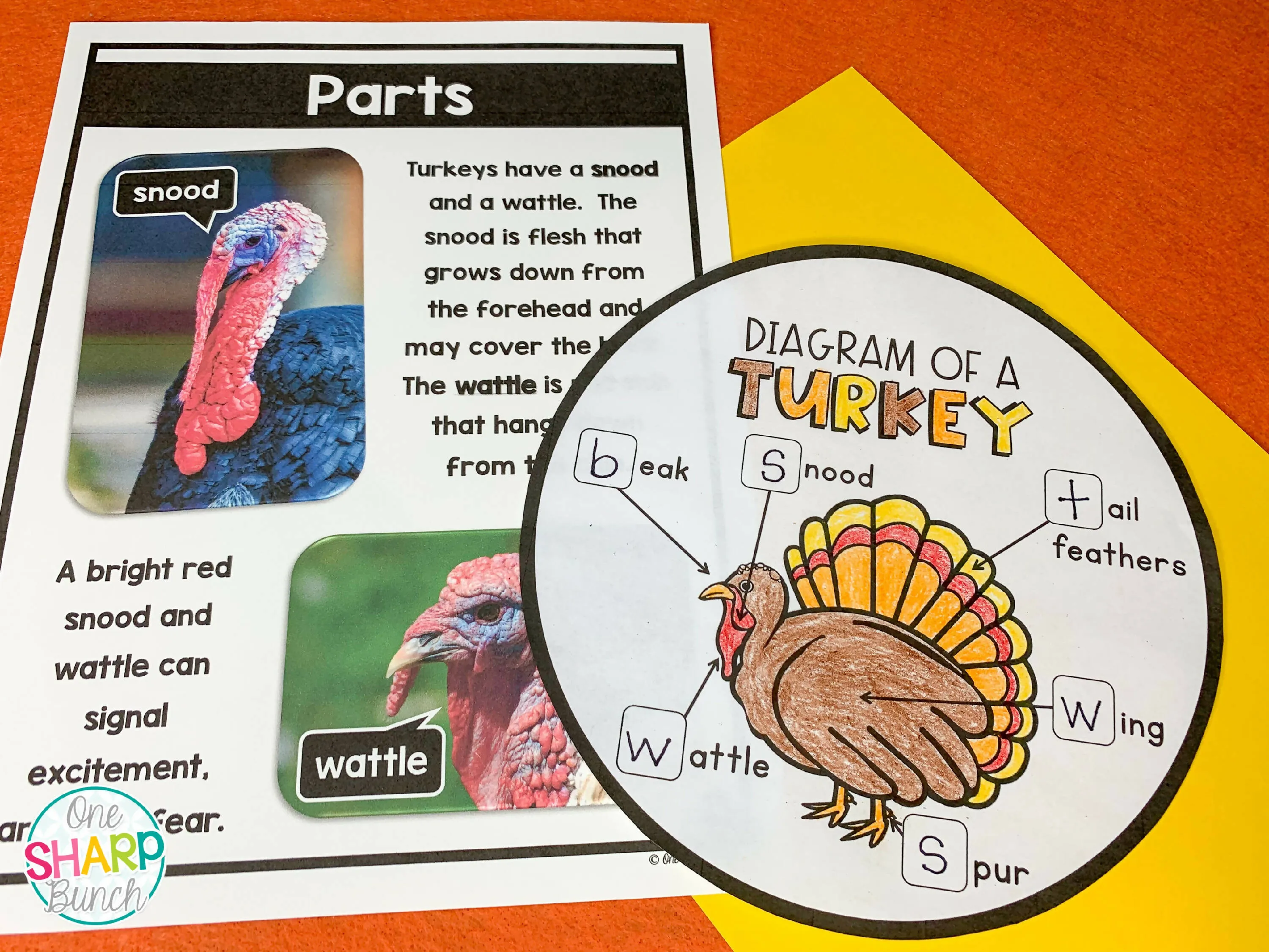 All About Turkeys: Turkey Craft, Turkey Nonfiction Unit & Turkey Life Cycle | Printable Classroom Resource | One Sharp Bunch